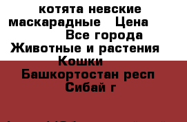 котята невские маскарадные › Цена ­ 18 000 - Все города Животные и растения » Кошки   . Башкортостан респ.,Сибай г.